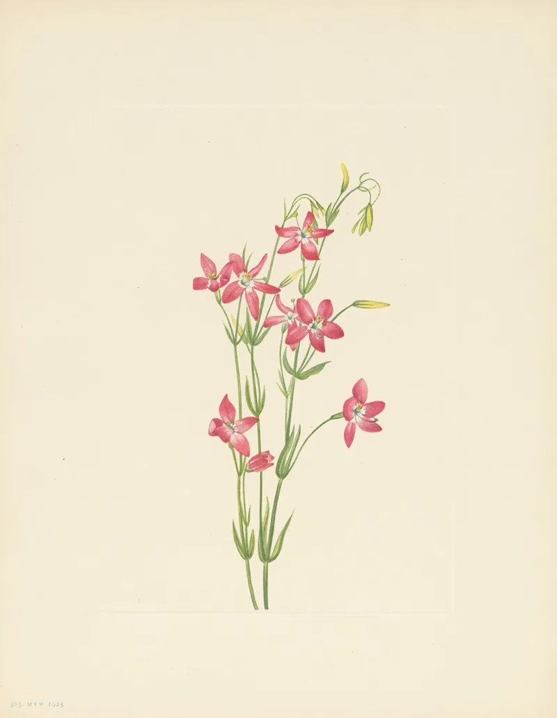 Pink Centaurium Centaurium Venustum 3