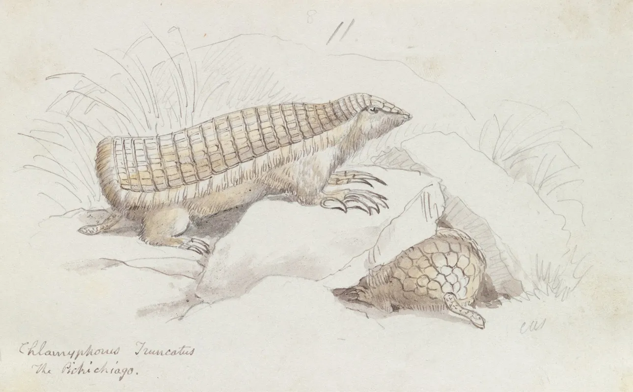 Pink Fairy Armadillo