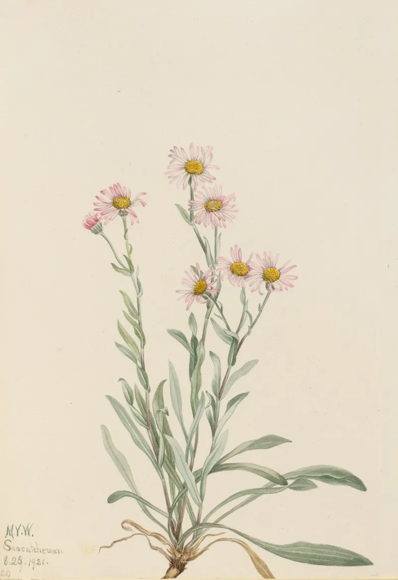 Pink Fleabane Erigeron Caespitosus 2