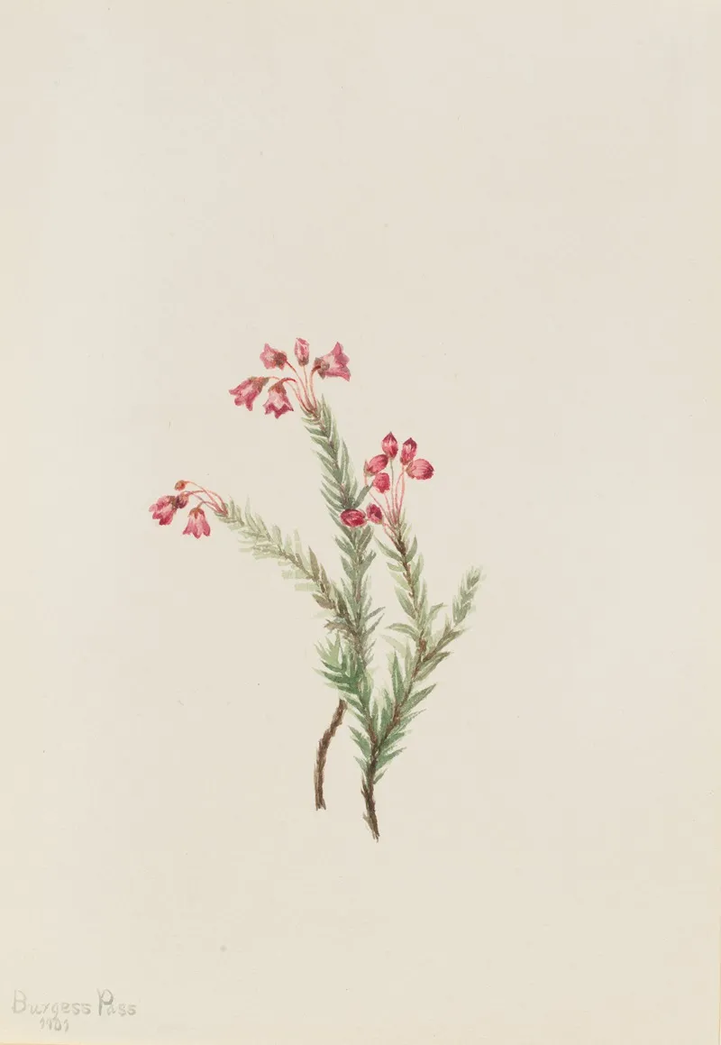 Pink Heather Phyllodoce Empetriformis