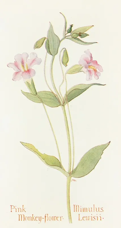 Pink Monkey Flower by Margaret Armstrong - Canvas Print