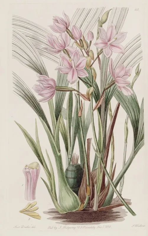 Pink Paxtonia by Sydenham Edwards - Canvas Print