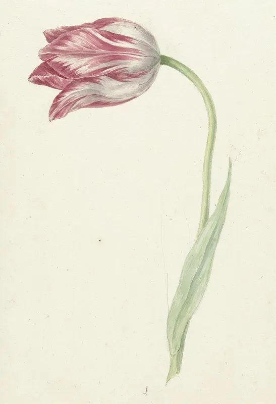 Pink Tulip