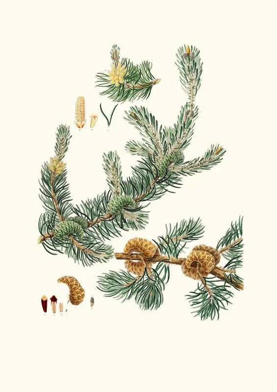 Pinus Banksiana Labrador Pine