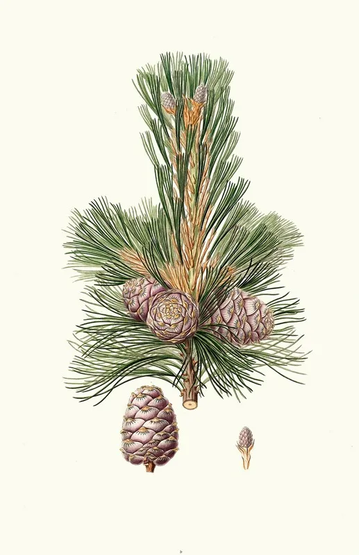 Pinus Cembra Siberian Stone Pine
