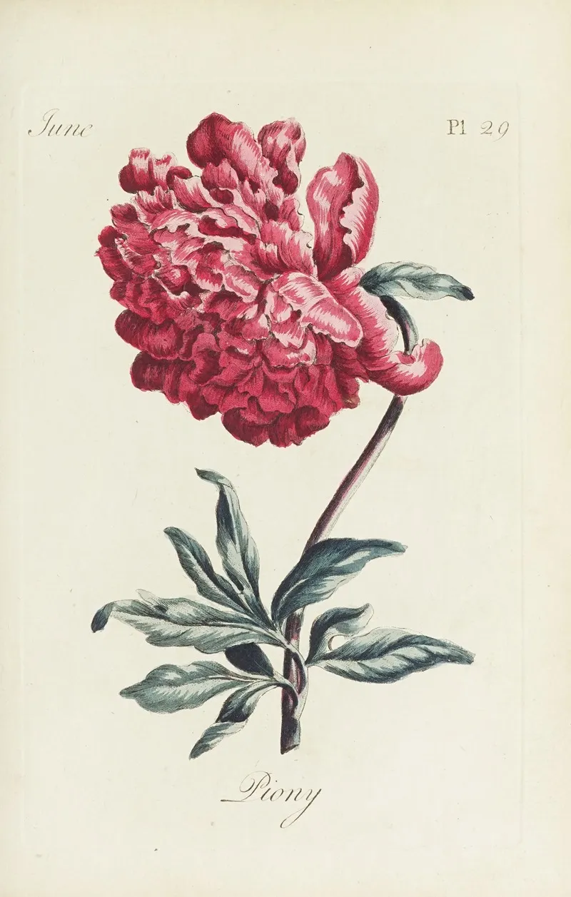 Piony by Carington Bowles - Canvas Print