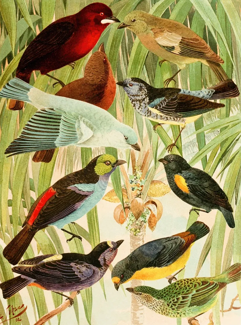 Pipiras Sahys Tem Tems