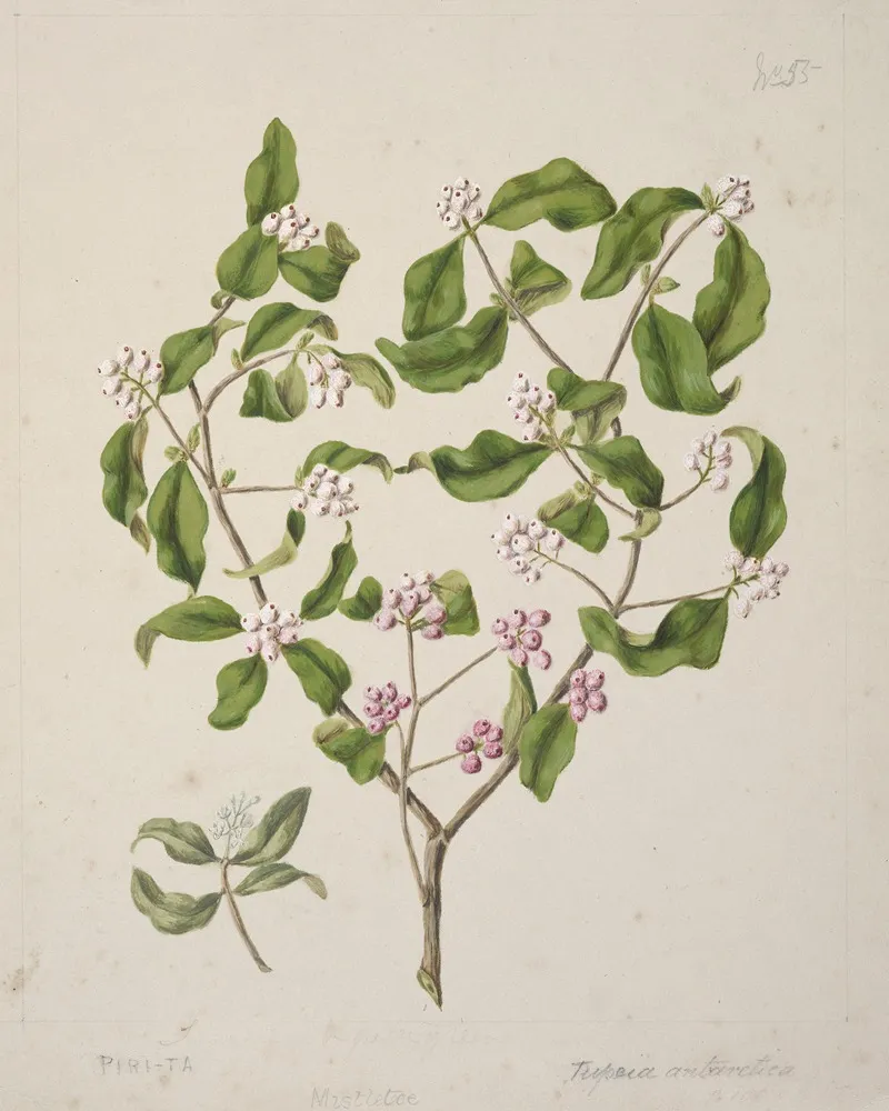 Piri Ta Tupeia Antarctica