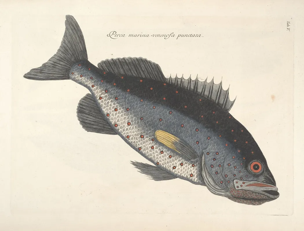 Piscium Serpentum Insectorum Aliorumque Nonnullorum Animalum Nec Non Plantarum Quarundam Imagines Pl 005