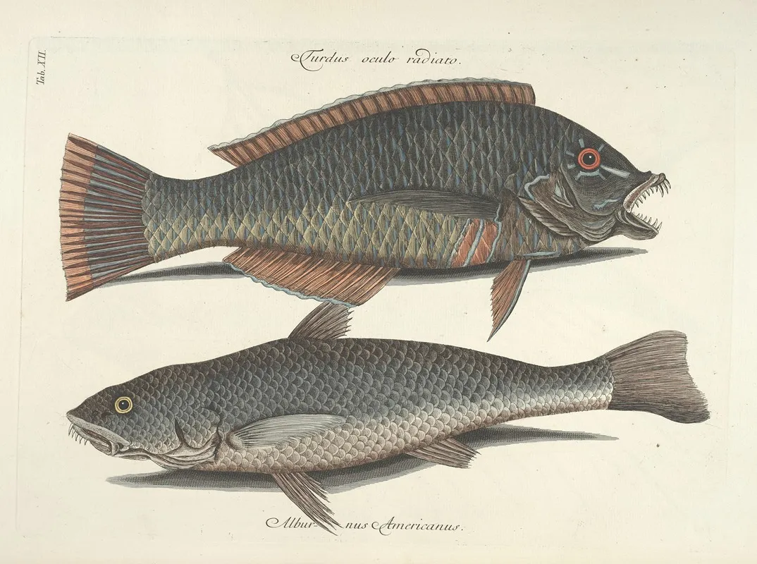 Piscium Serpentum Insectorum Aliorumque Nonnullorum Animalum Nec Non Plantarum Quarundam Imagines Pl 012