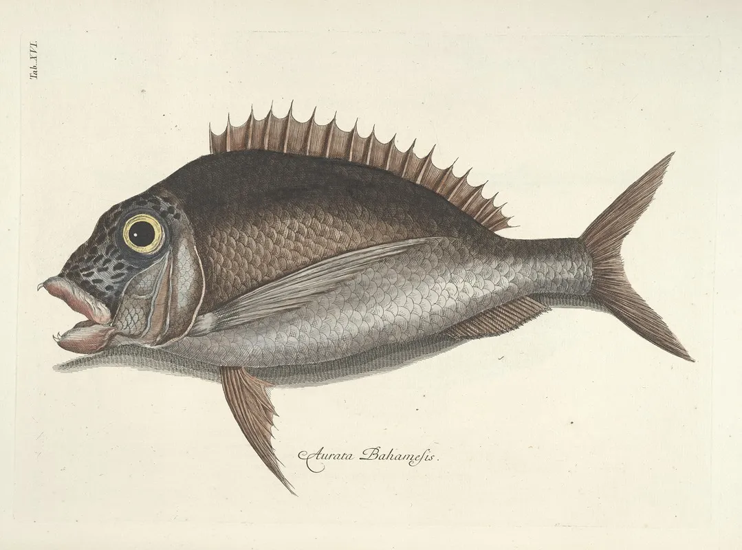 Piscium Serpentum Insectorum Aliorumque Nonnullorum Animalum Nec Non Plantarum Quarundam Imagines Pl 016
