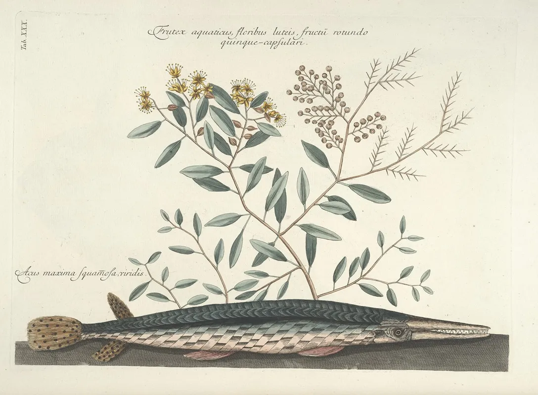 Piscium Serpentum Insectorum Aliorumque Nonnullorum Animalum Nec Non Plantarum Quarundam Imagines Pl 030