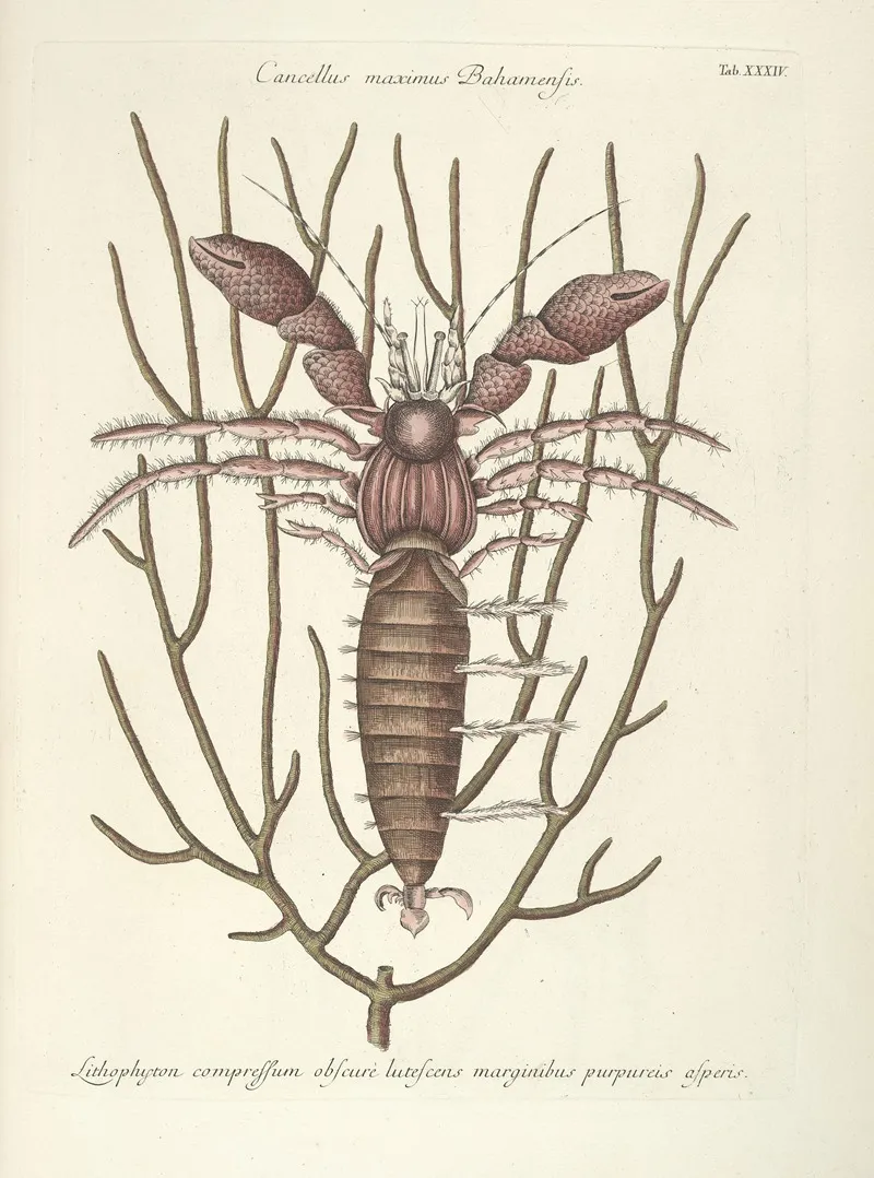 Piscium Serpentum Insectorum Aliorumque Nonnullorum Animalum Nec Non Plantarum Quarundam Imagines Pl 034