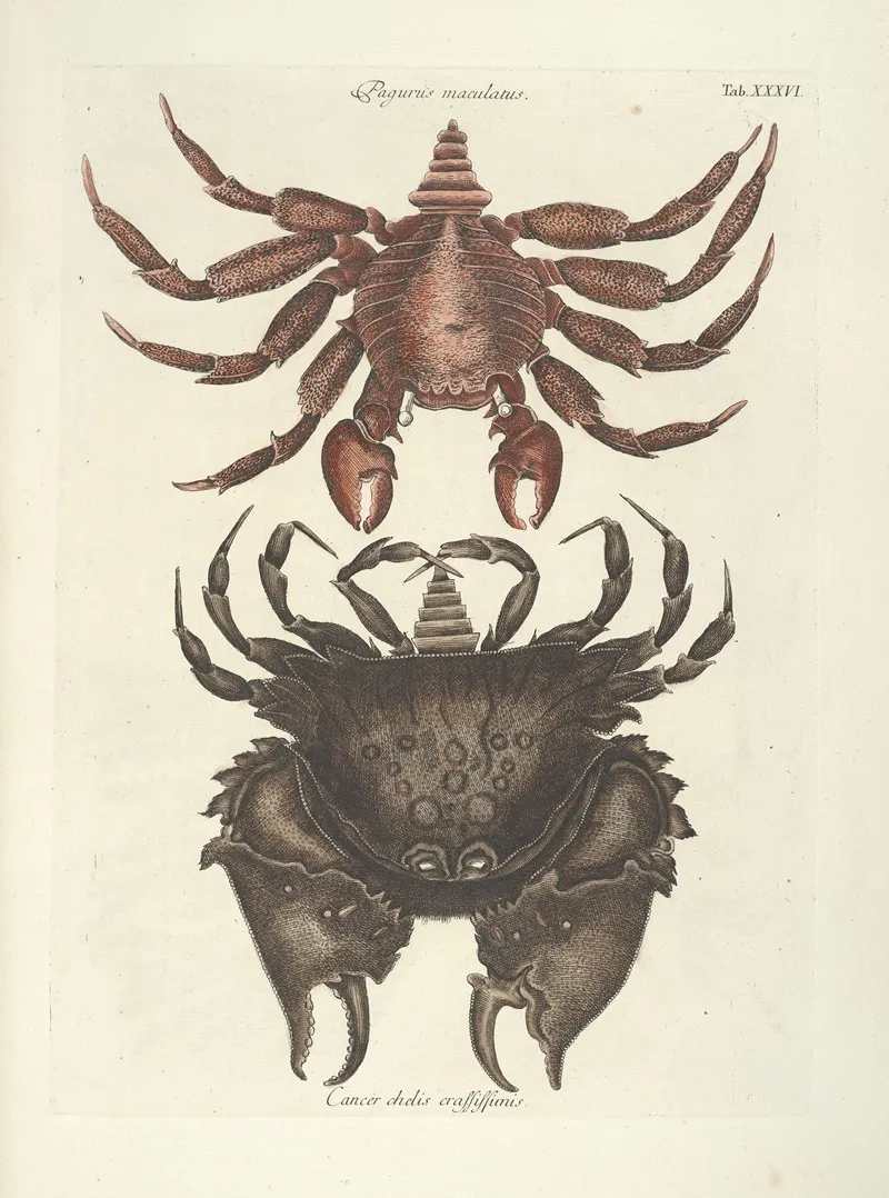 Piscium Serpentum Insectorum Aliorumque Nonnullorum Animalum Nec Non Plantarum Quarundam Imagines Pl 036