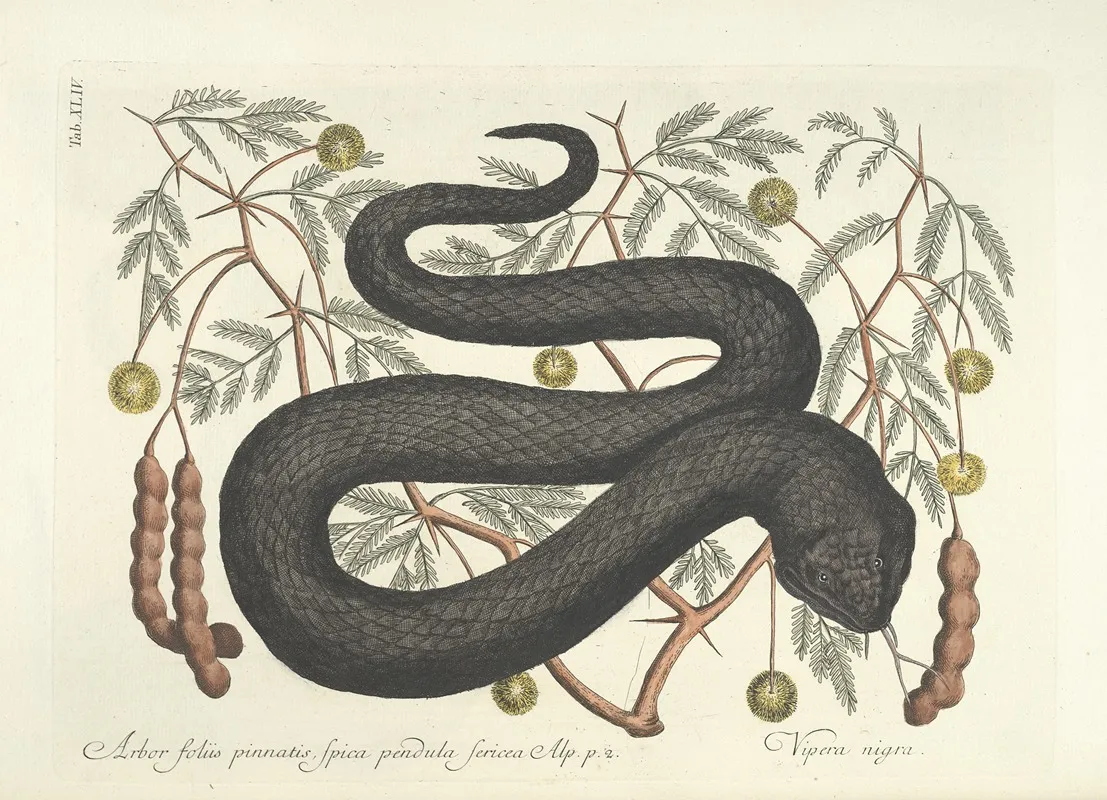 Piscium Serpentum Insectorum Aliorumque Nonnullorum Animalum Nec Non Plantarum Quarundam Imagines Pl 044