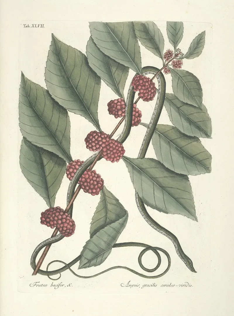 Piscium Serpentum Insectorum Aliorumque Nonnullorum Animalum Nec Non Plantarum Quarundam Imagines Pl 047