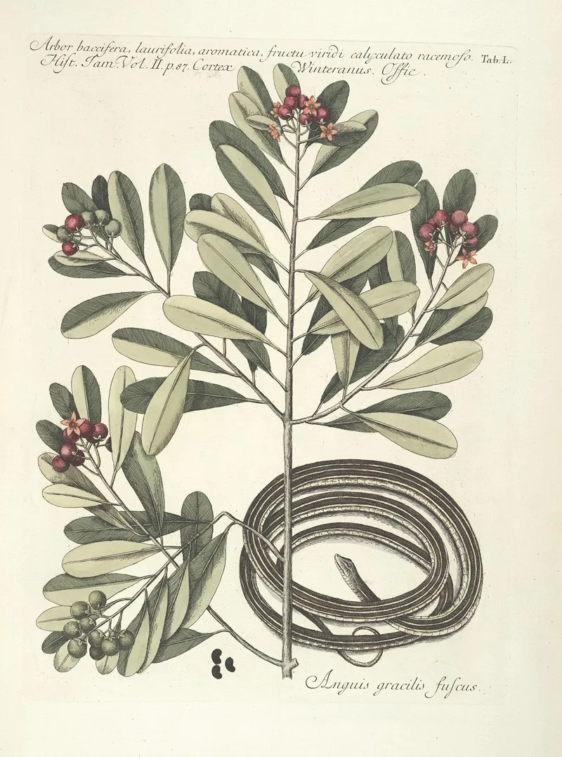 Piscium Serpentum Insectorum Aliorumque Nonnullorum Animalum Nec Non Plantarum Quarundam Imagines Pl 050