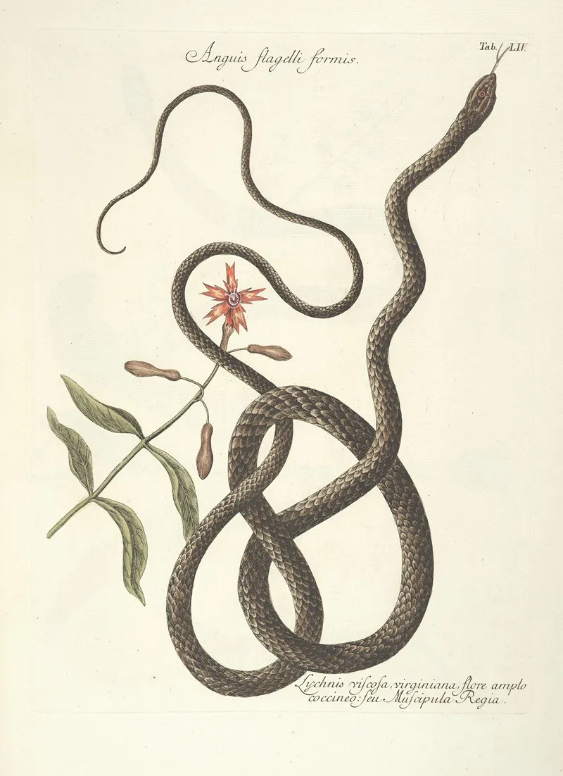 Piscium Serpentum Insectorum Aliorumque Nonnullorum Animalum Nec Non Plantarum Quarundam Imagines Pl 054