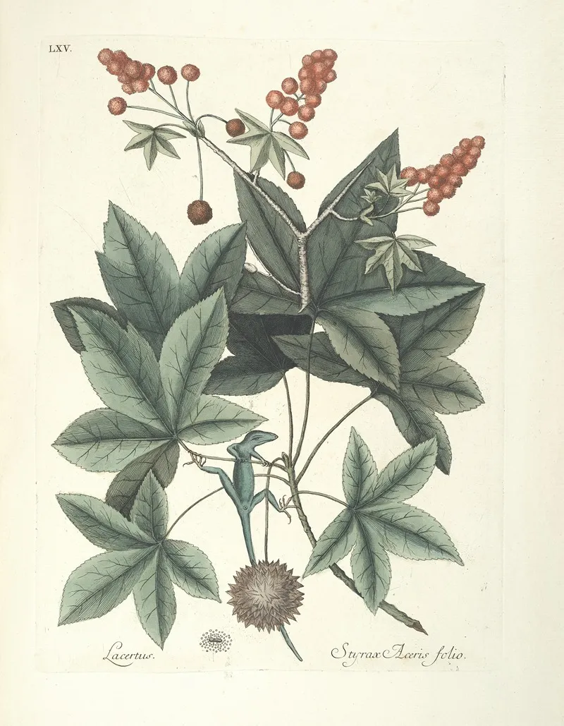 Piscium Serpentum Insectorum Aliorumque Nonnullorum Animalum Nec Non Plantarum Quarundam Imagines Pl 065