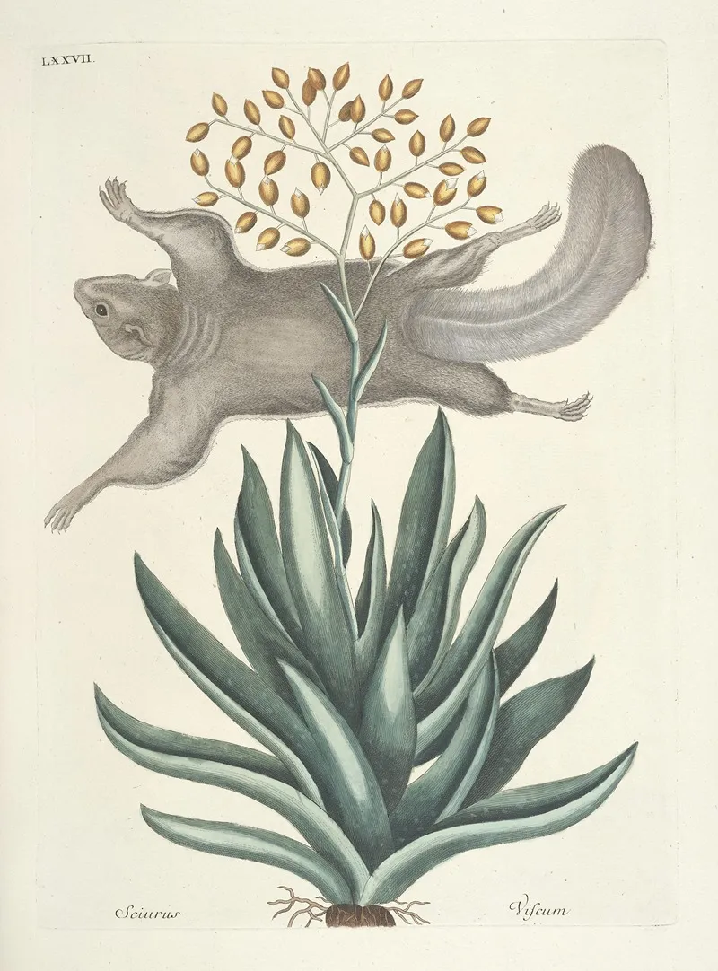 Piscium Serpentum Insectorum Aliorumque Nonnullorum Animalum Nec Non Plantarum Quarundam Imagines Pl 077