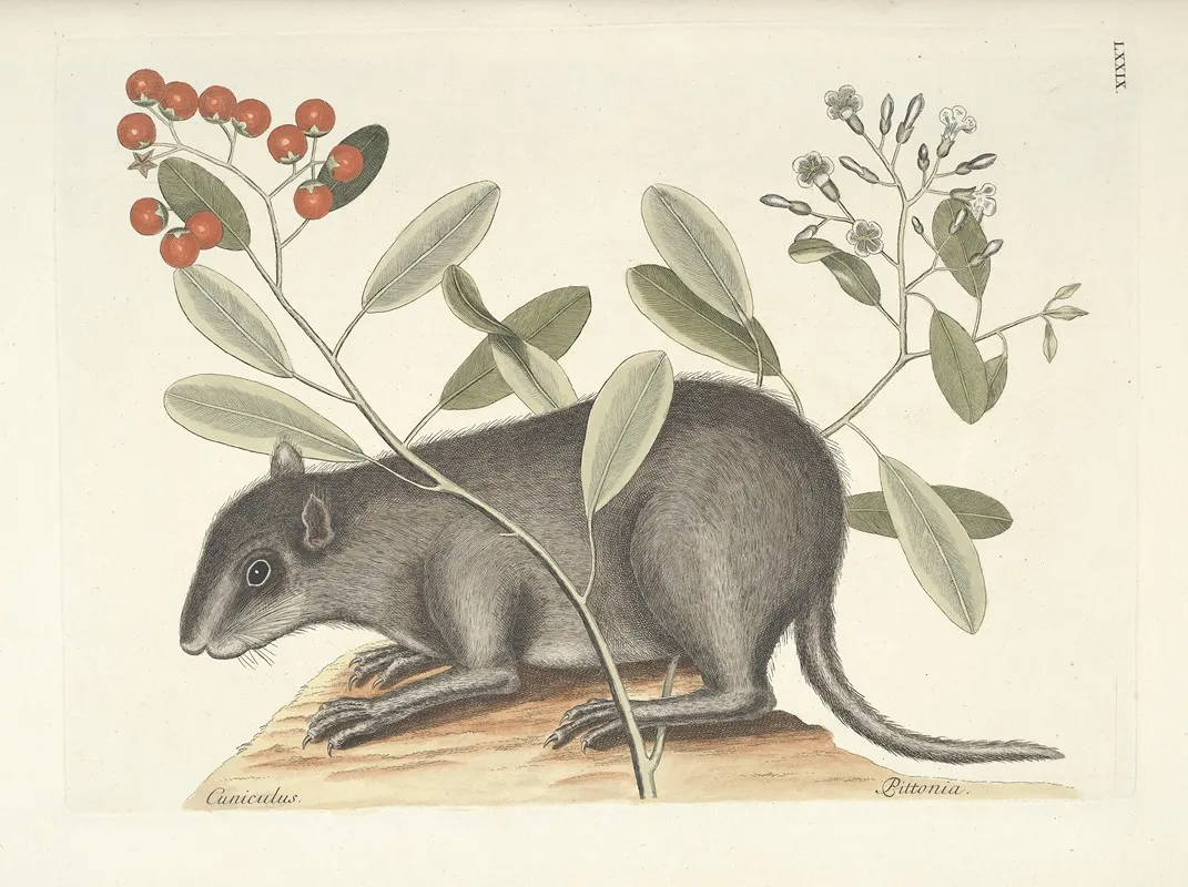 Piscium Serpentum Insectorum Aliorumque Nonnullorum Animalum Nec Non Plantarum Quarundam Imagines Pl 079