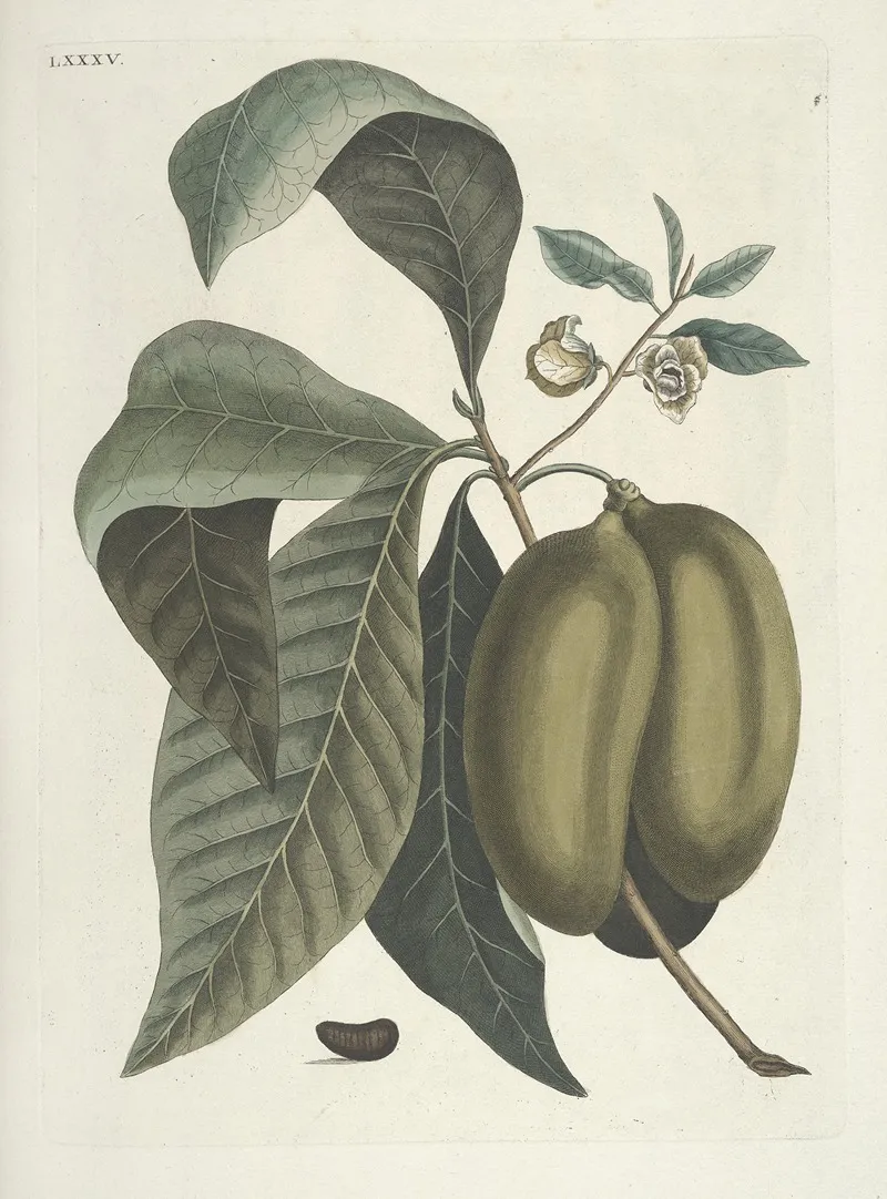 Piscium Serpentum Insectorum Aliorumque Nonnullorum Animalum Nec Non Plantarum Quarundam Imagines Pl 085