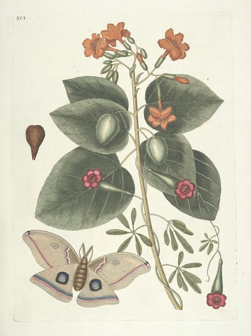Piscium Serpentum Insectorum Aliorumque Nonnullorum Animalum Nec Non Plantarum Quarundam Imagines Pl 091