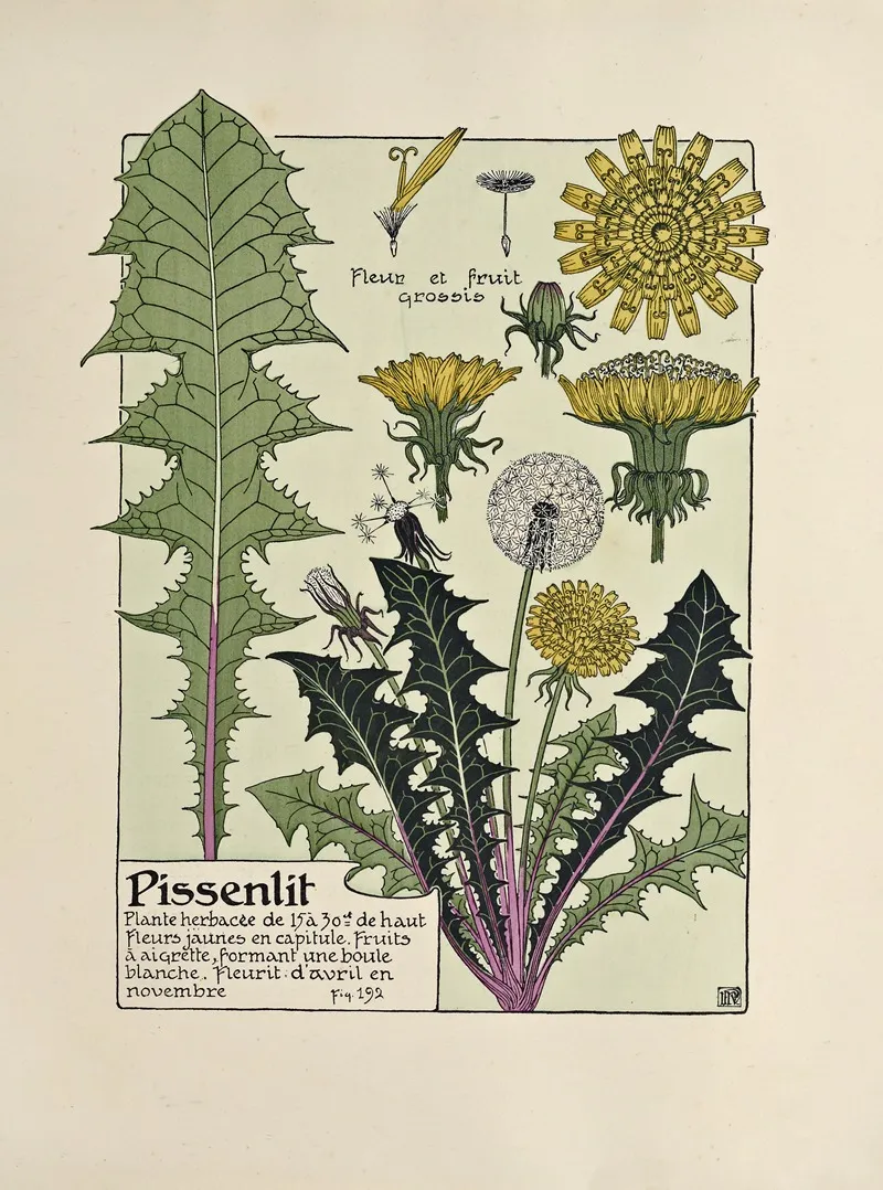 Pissenlit 4 by Maurice Pillard Verneuil - Canvas Print