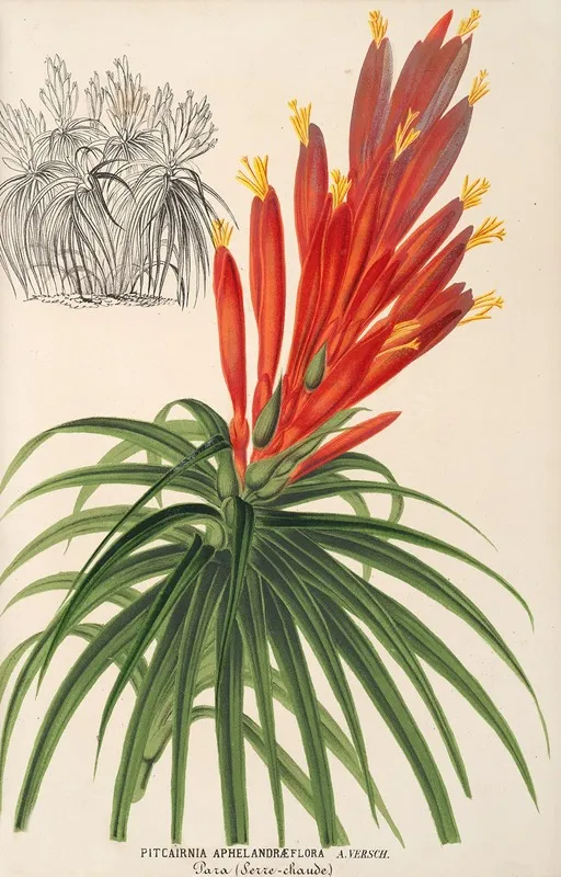 Pitcairnia Aphelandraeflora