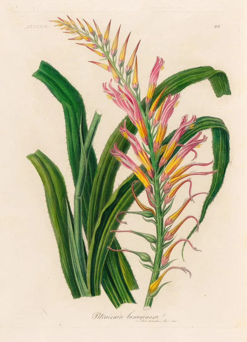 Pitcairnia Lanuginosa