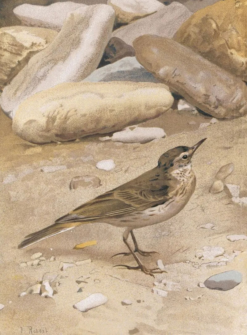 Pitpit Spioncelle by Léo-Paul Robert - Canvas Print