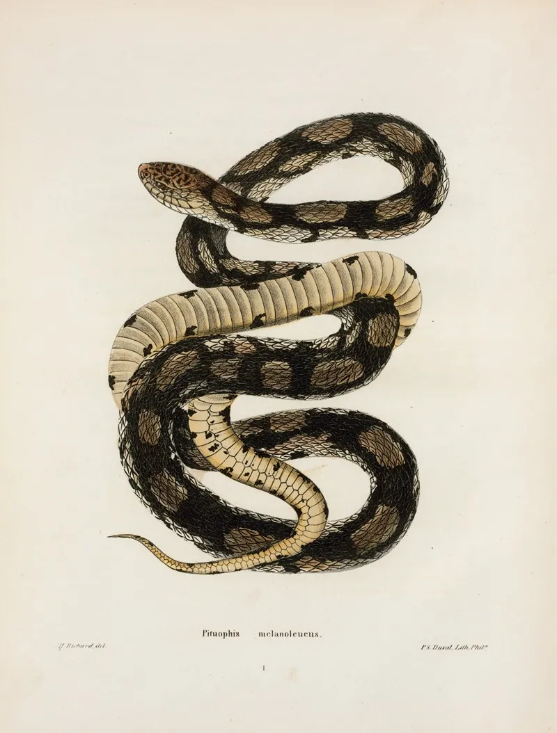 Pituophis Melanoleucus by John Edwards Holbrook - Canvas Print