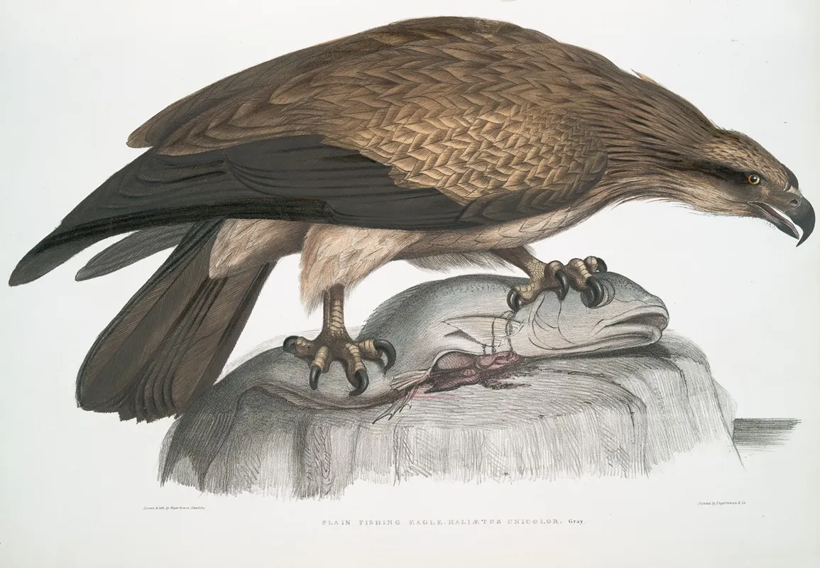 Plain Fishing Eagle Haliaetus Unicolor