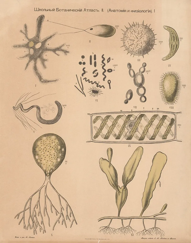Plant Cells by Alexander-Paul Henckel - Canvas Print