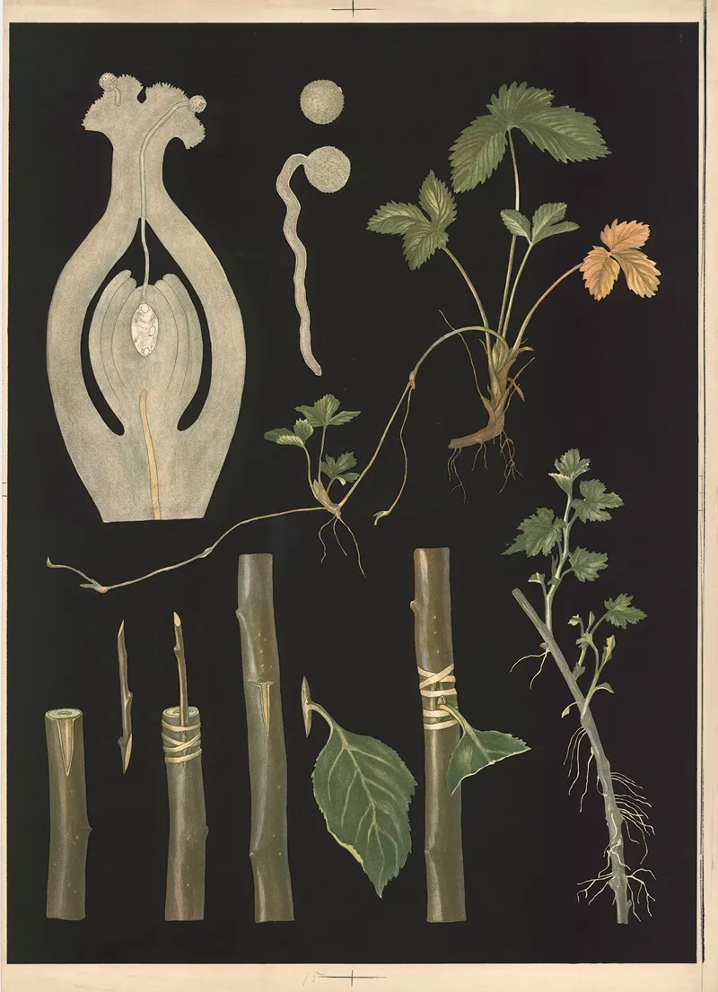 Plant Propagation by Ebba Masalin - Canvas Print