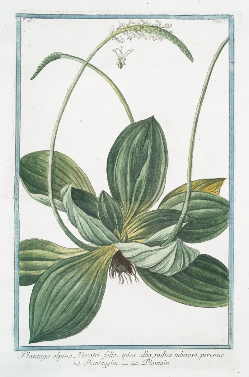 Plantago Alpina Veratri Folio Spica Alba Radice Tuberosa Perenne Piantaggine Plaintain
