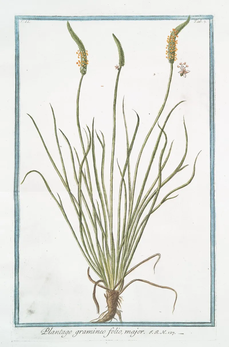 Plantago Gramineo Folio Major