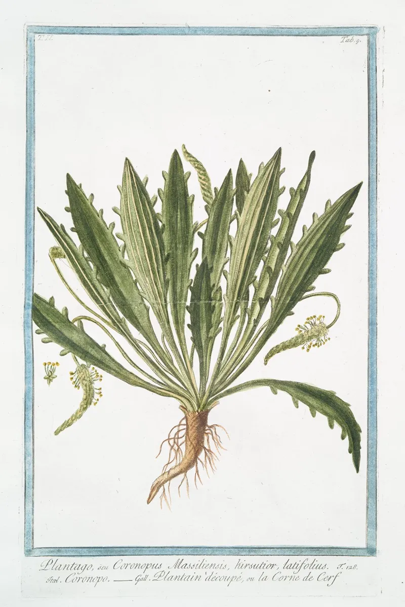 Plantago Seu Coronopus Massiliensis Kirsutior Latifolius Coronopo Plantain Decoupe Ou La Corne De Cerf Bucks Horn Plantain