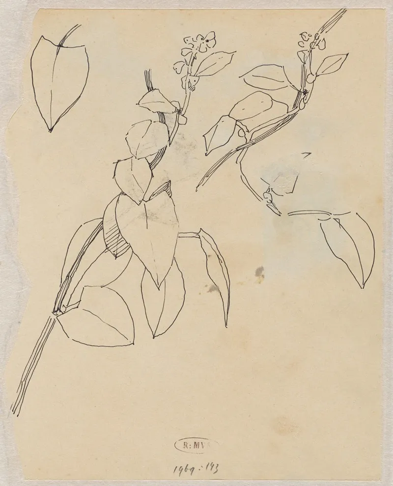 Plantenstudies