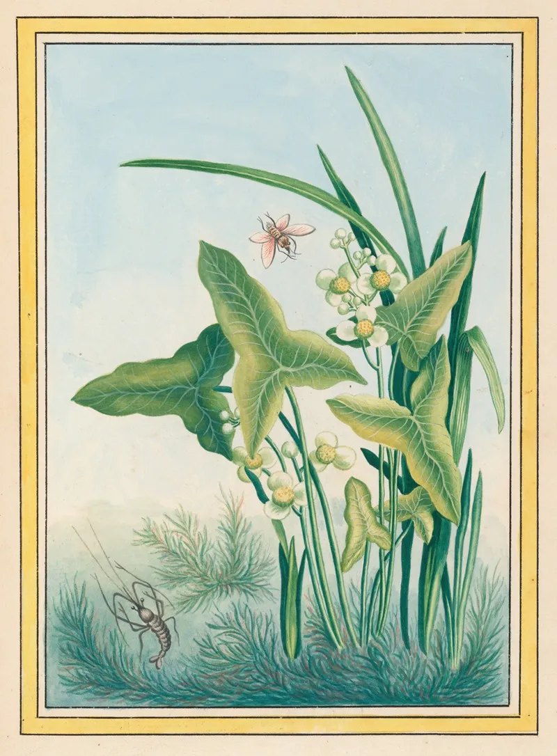 Plantes De Chine Pl 029 by Pierre Joseph Buchoz - Canvas Print