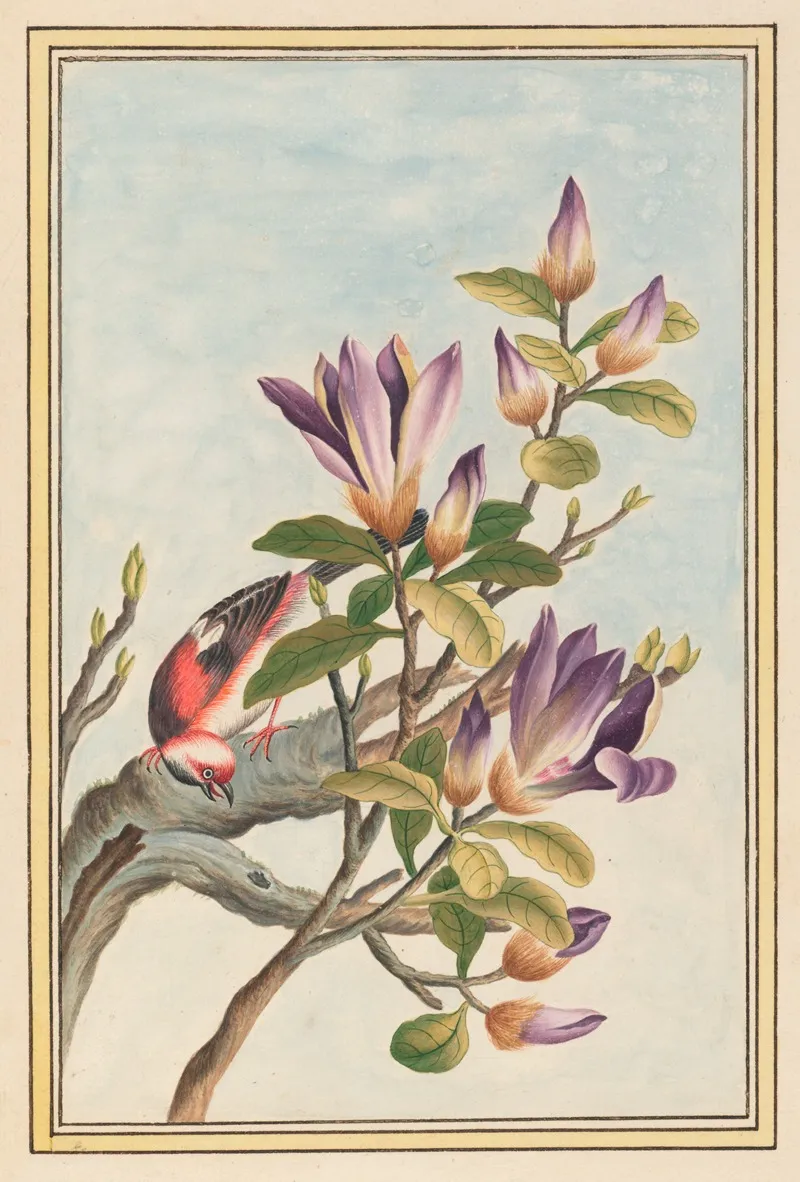 Plantes De Chine Pl 031 by Pierre Joseph Buchoz - Canvas Print