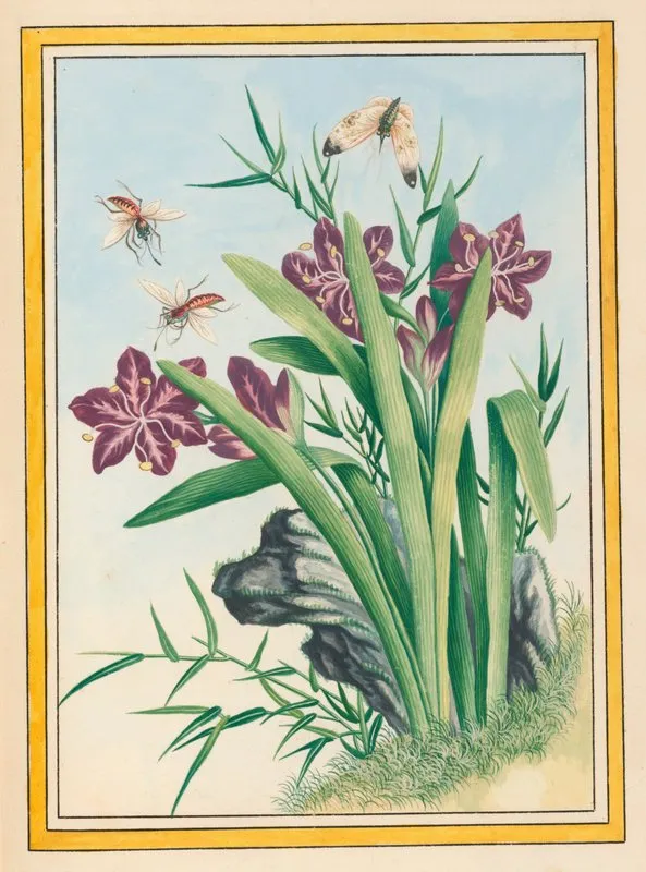 Plantes De Chine Pl 036 by Pierre Joseph Buchoz - Canvas Print