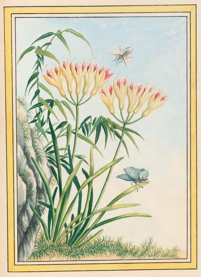 Plantes De Chine Pl 039 by Pierre Joseph Buchoz - Canvas Print