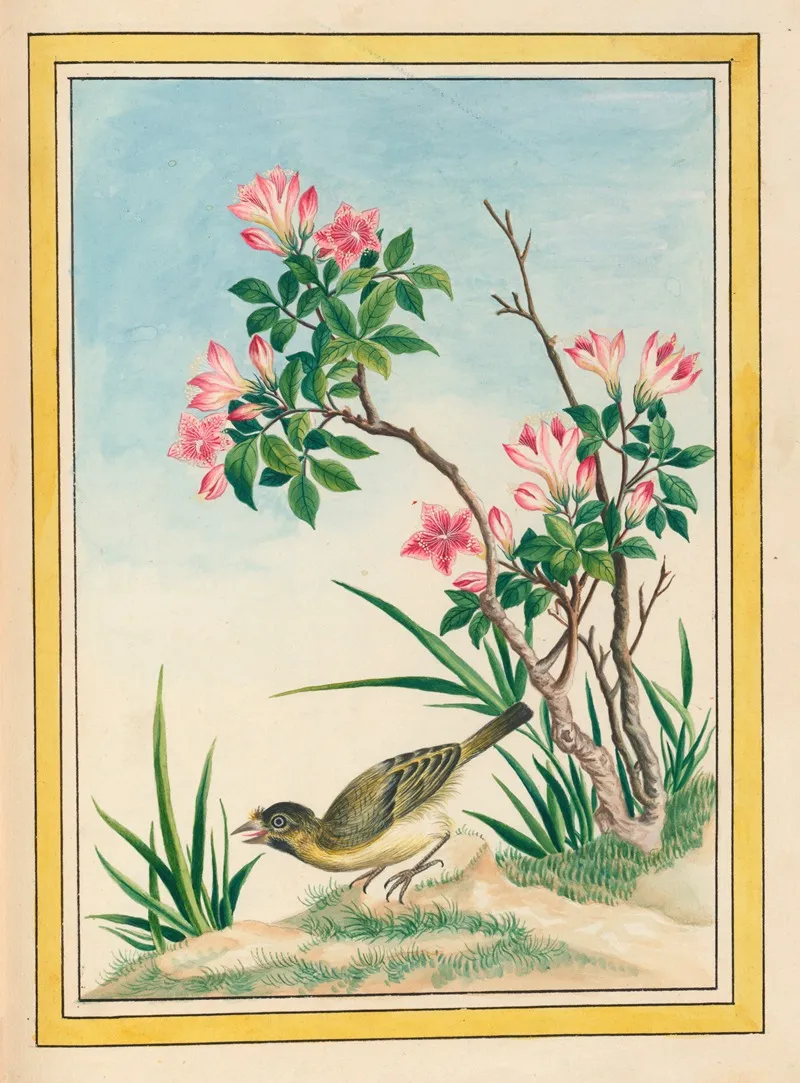 Plantes De Chine Pl 044