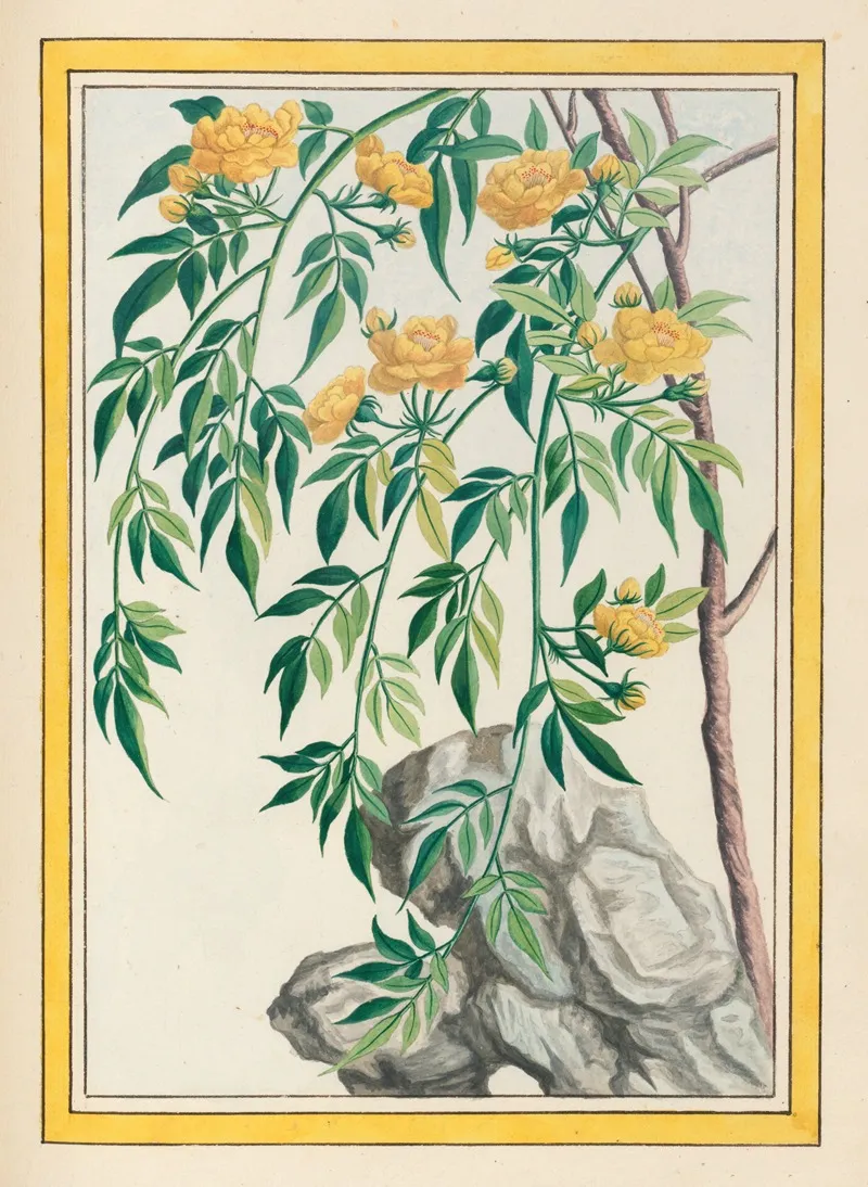 Plantes De Chine Pl 061 by Pierre Joseph Buchoz - Canvas Print