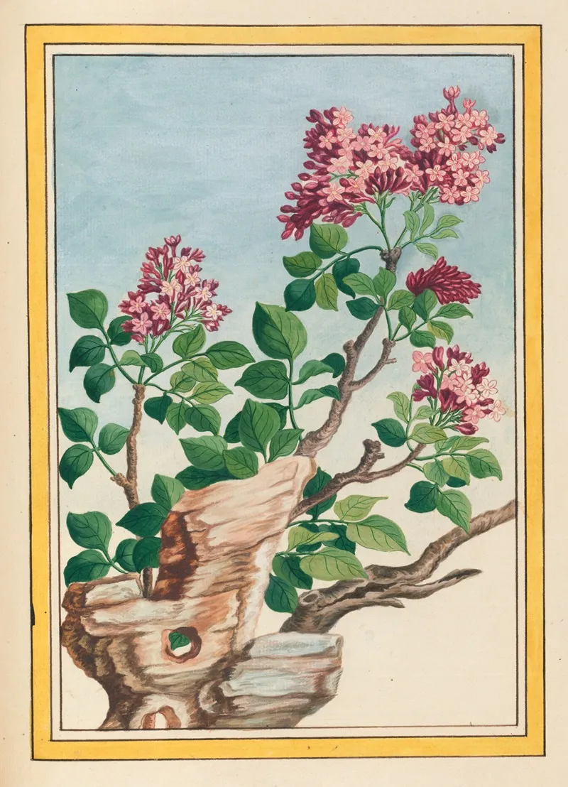 Plantes De Chine Pl 069 by Pierre Joseph Buchoz - Canvas Print