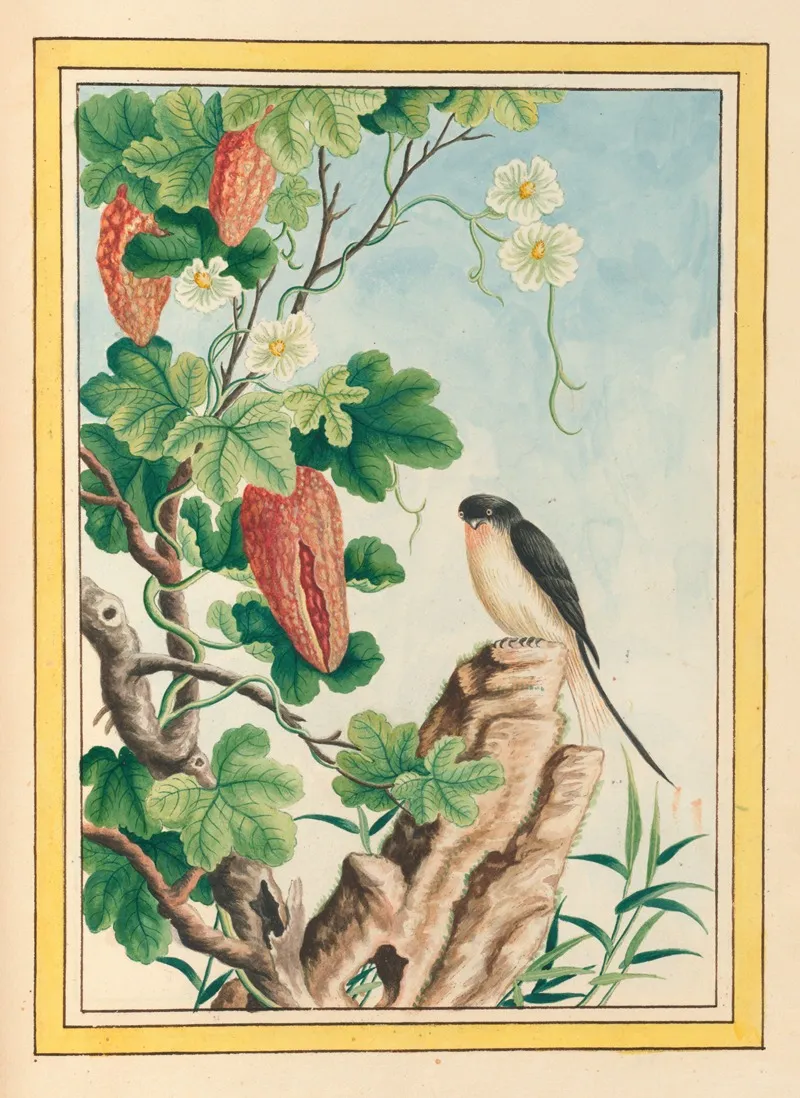 Plantes De Chine Pl 085 by Pierre Joseph Buchoz - Canvas Print