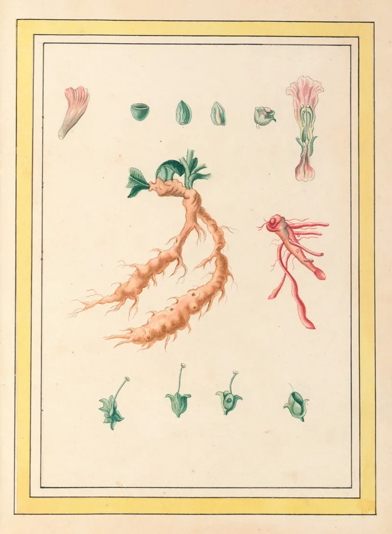 Plantes De Chine Pl 101