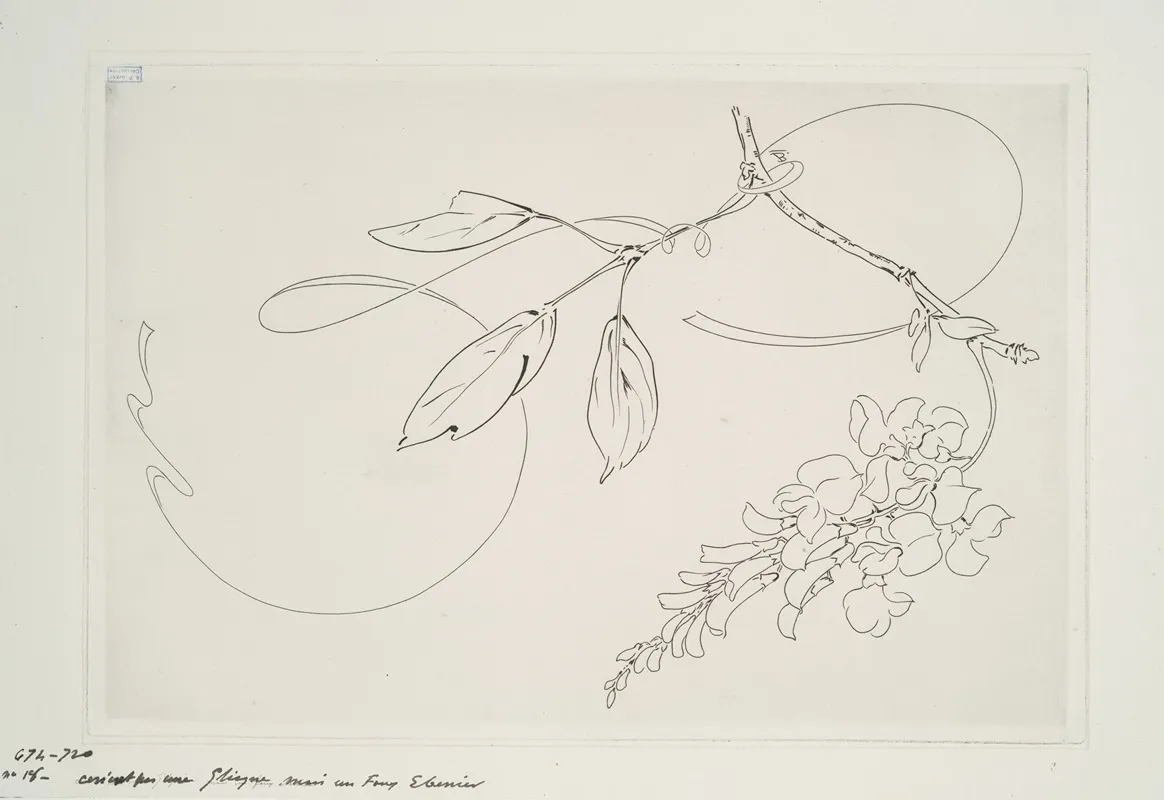 Plat Rond Glycine by Félix Bracquemond - Canvas Print