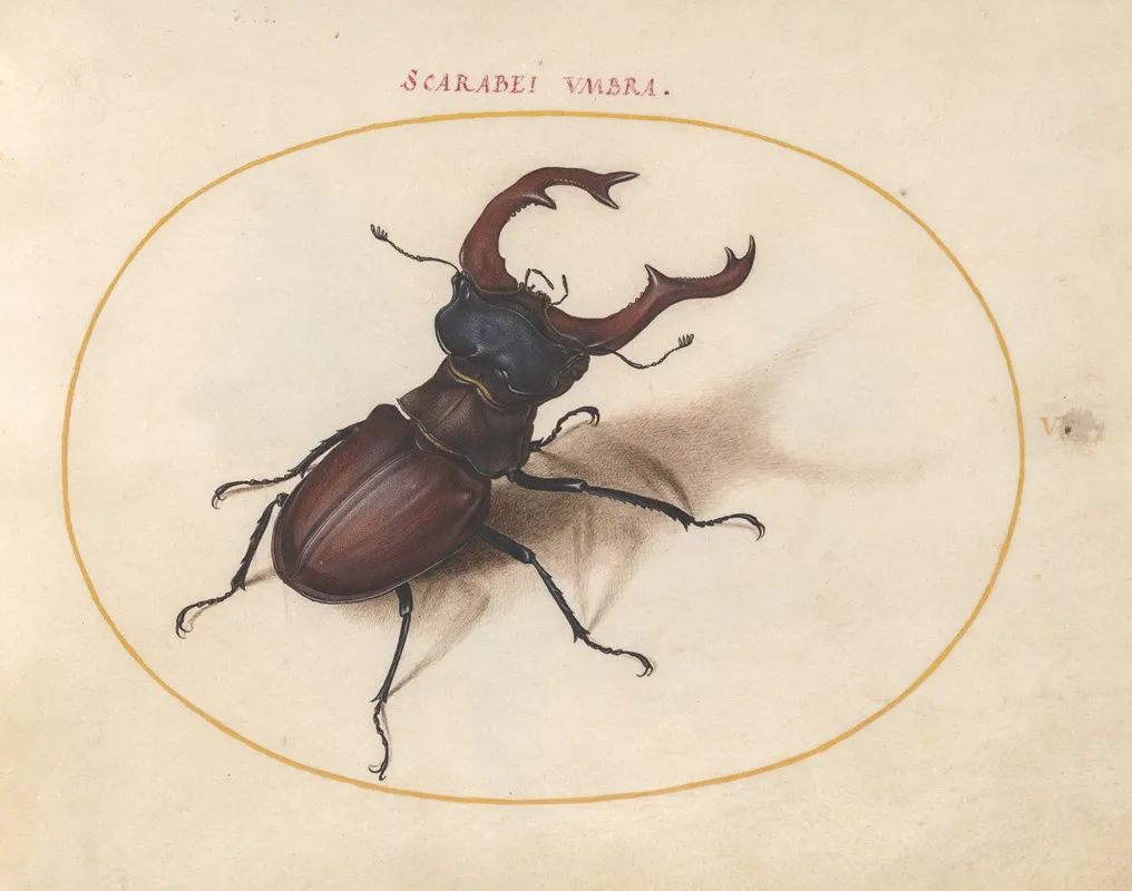 Plate 05 Stag Beetle